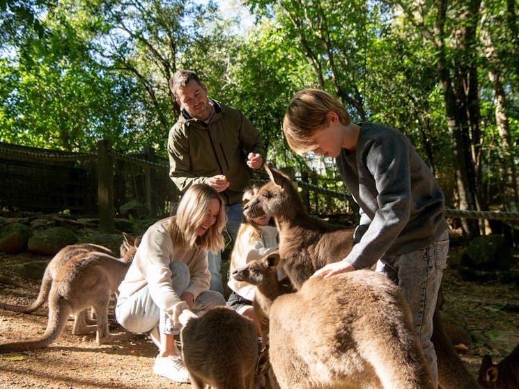 Byron Bay Wildlife Sanctuary — Newrybar, Byron Bay