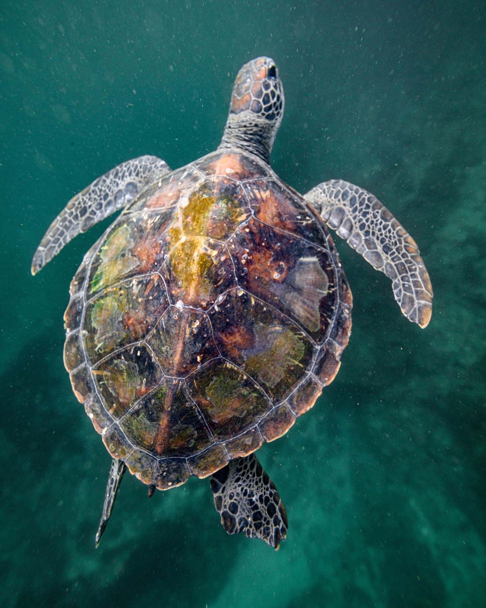Nguthungulli Julian Rocks Nature Reserve — Ocean Shores, Byron Bay