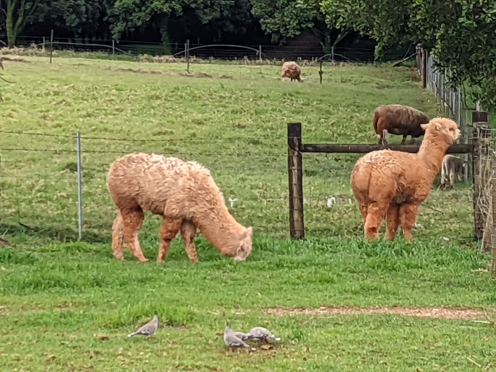 Summerland Farm — Newrybar, Byron Bay