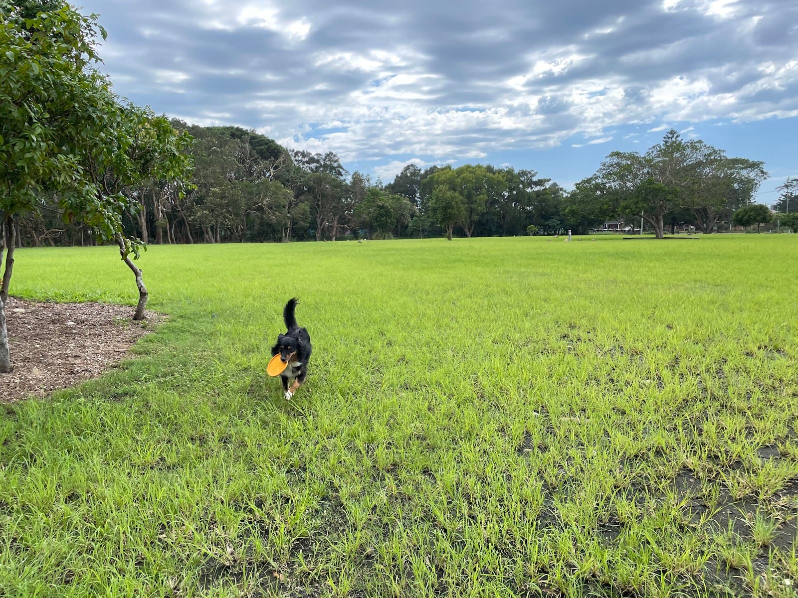 Butler Street Reserve — Byron Bay, Byron Bay