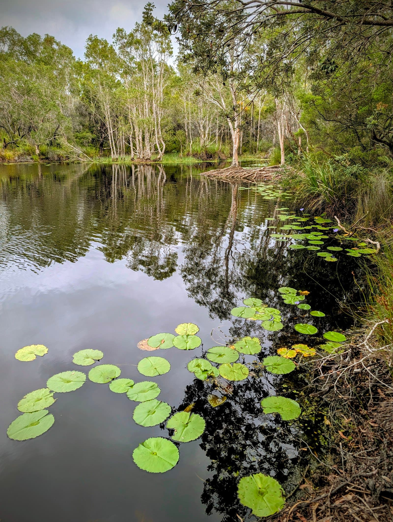 Tyagarah Nature Reserve — Newrybar, Byron Bay