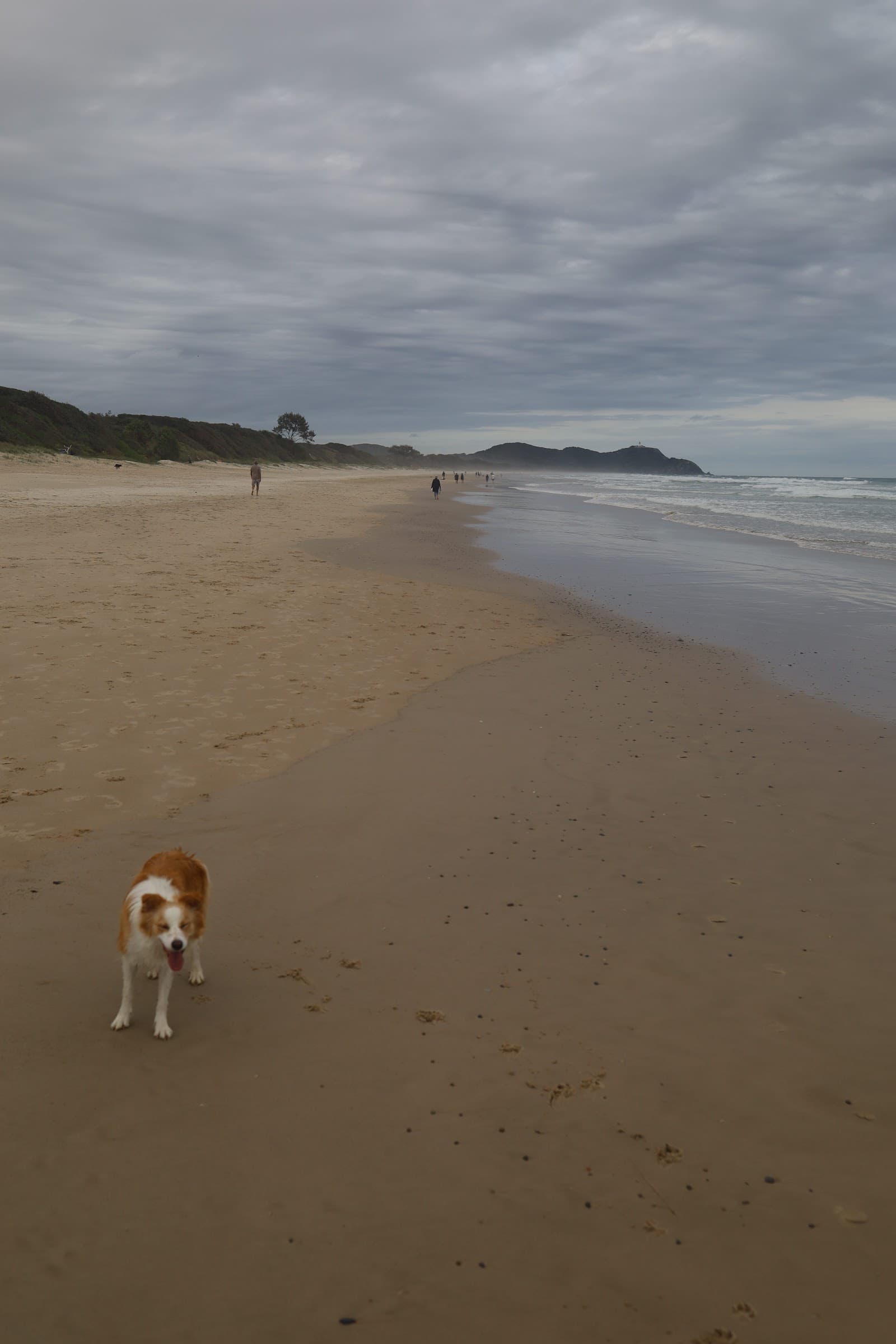 Tallow Beach Dog Exercise Area — Suffolk Park, Byron Bay