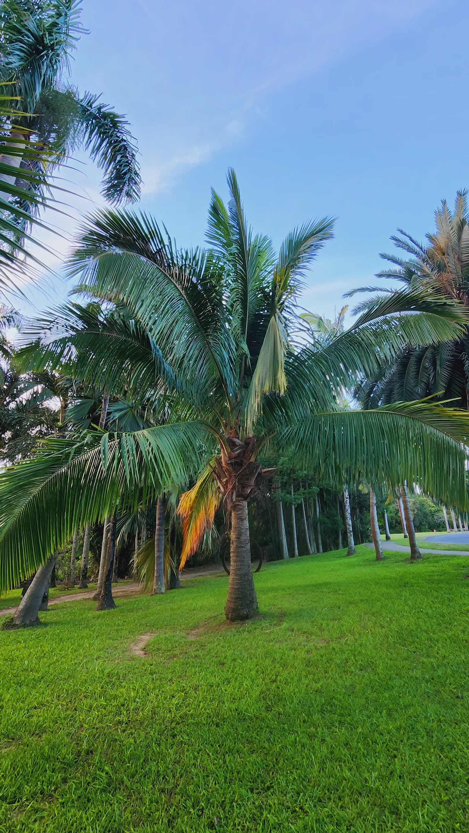 Palm Park — Mullumbimby, Byron Bay