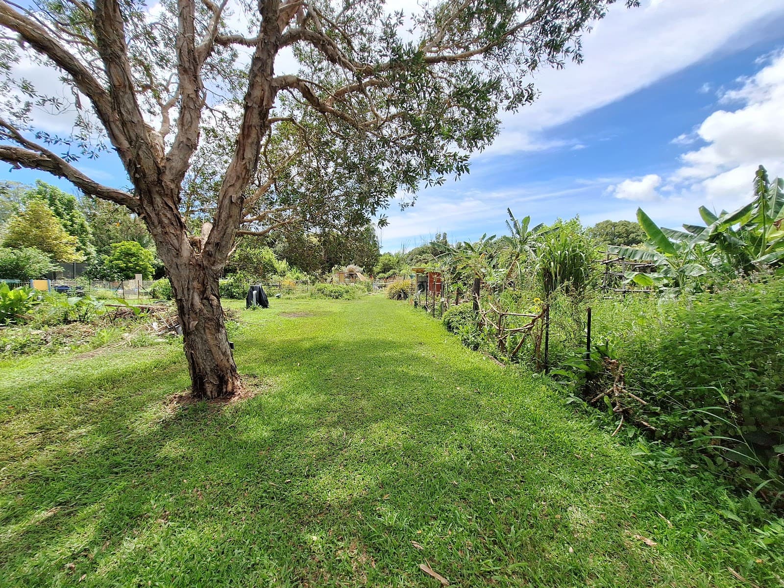 Mullumbimby Community Garden — Mullumbimby, Byron Bay
