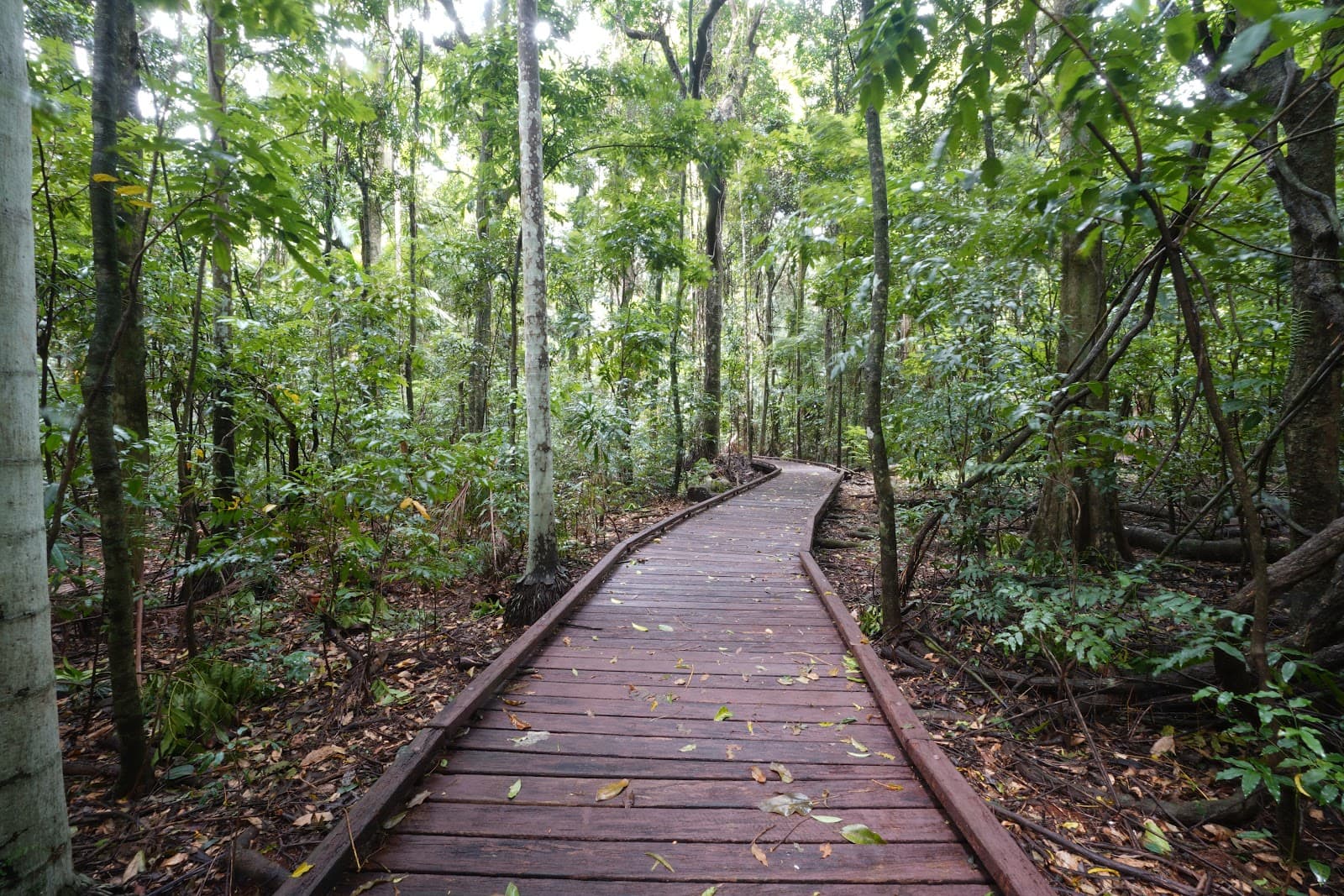 Victoria Park Nature Reserve — Newrybar, Byron Bay