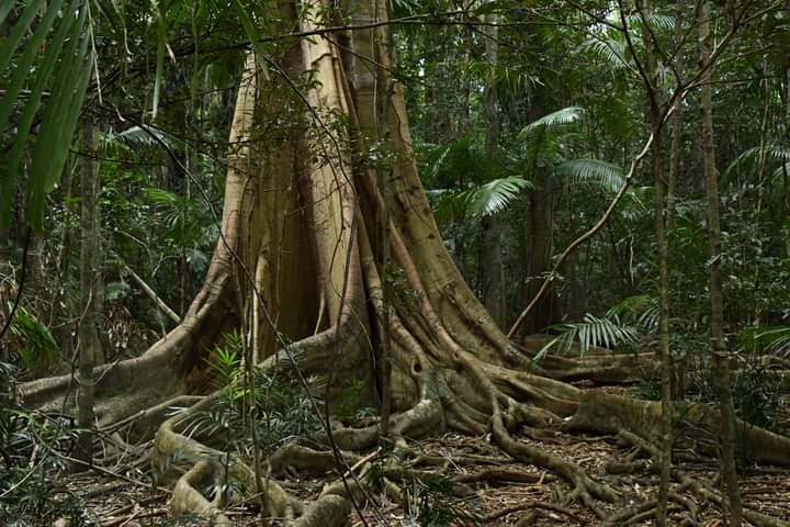 Victoria Park Nature Reserve — Newrybar, Byron Bay