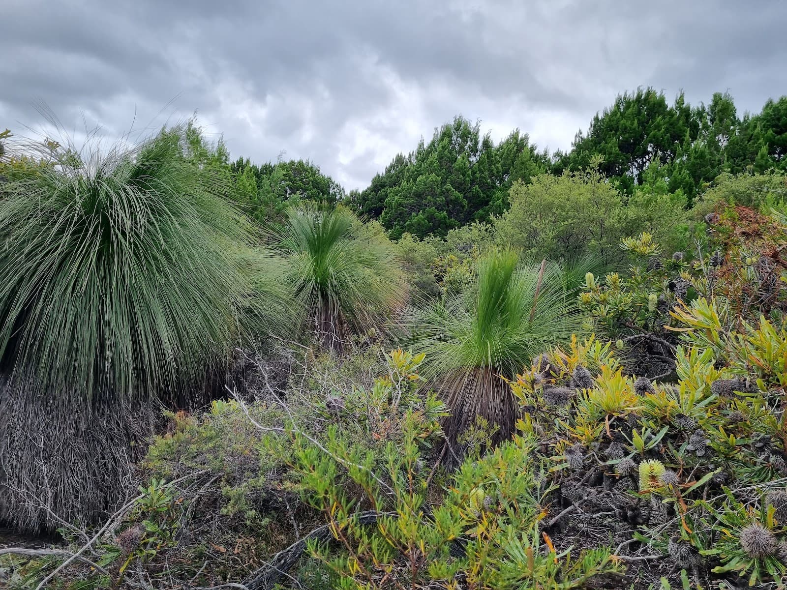 Ti-Tree Lake Aboriginal Area — Suffolk Park, Byron Bay