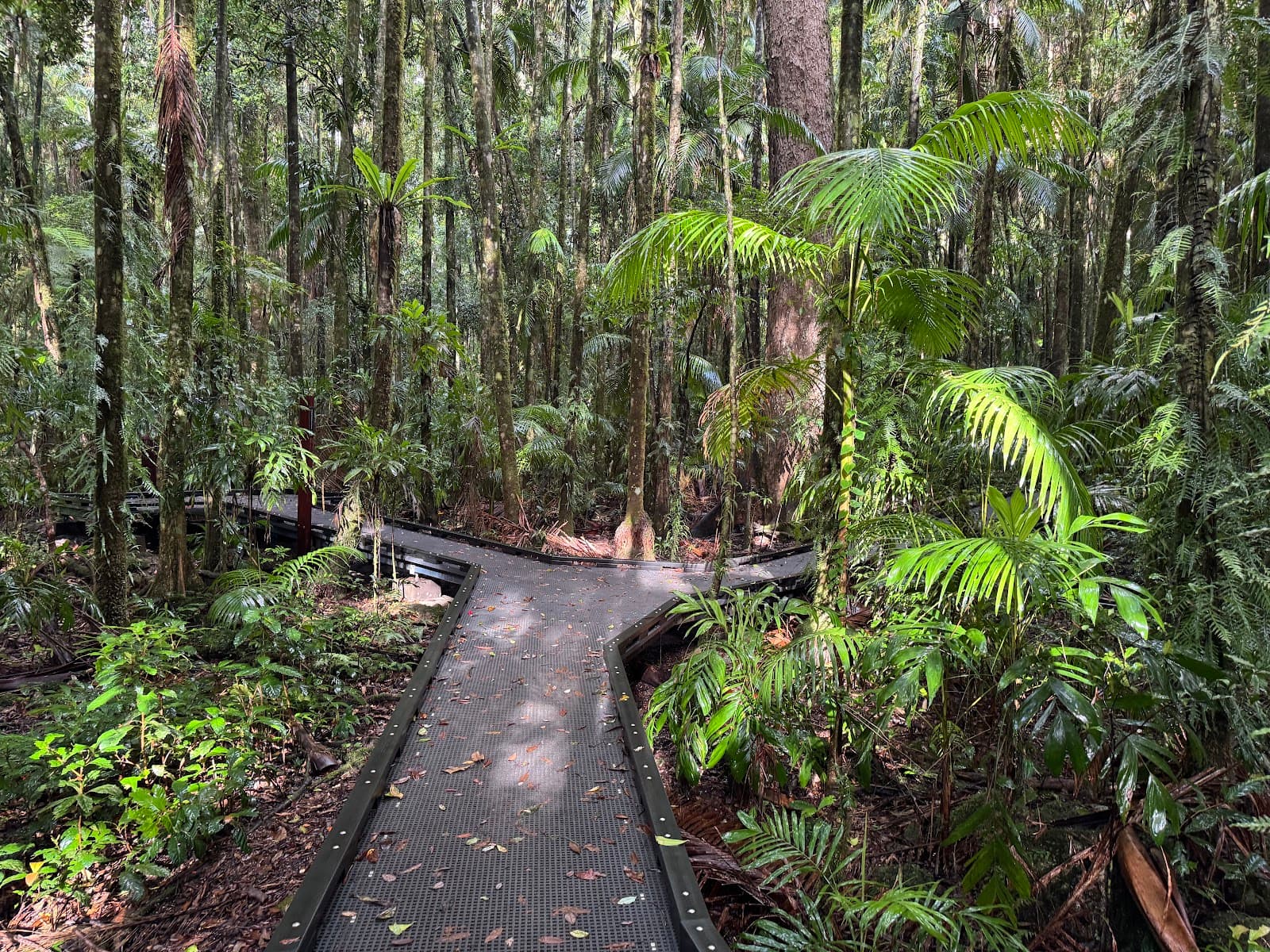 Protesters Falls walking track — Ballina, Byron Bay