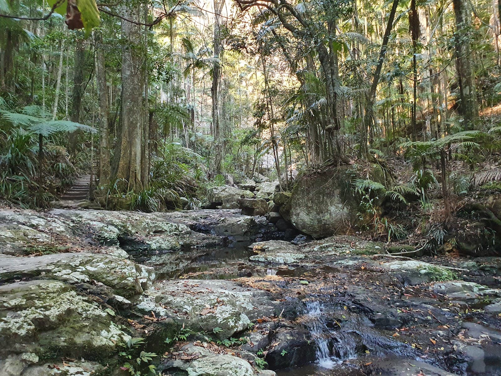 Protesters Falls walking track — Ballina, Byron Bay