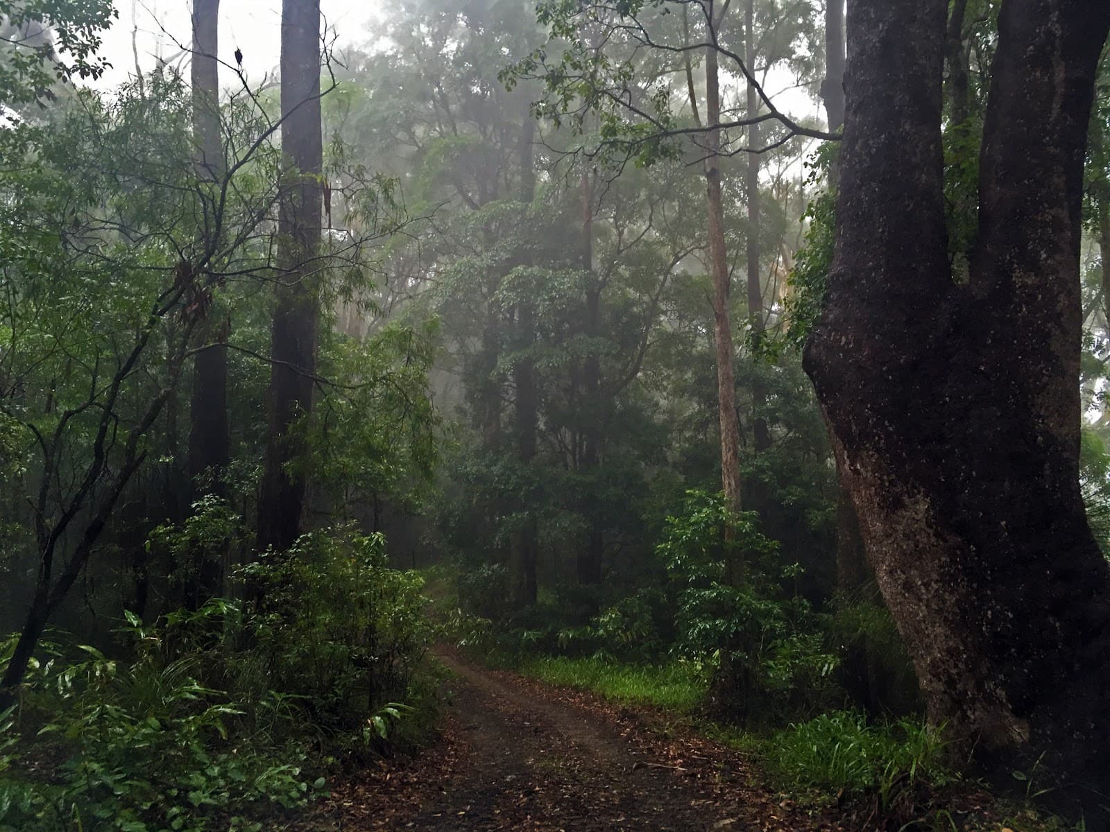 Inner Pocket Nature Reserve — Mullumbimby, Byron Bay