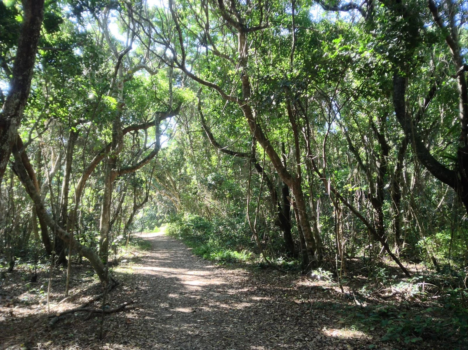 Brunswick Heads Nature Reserve — Mullumbimby, Byron Bay