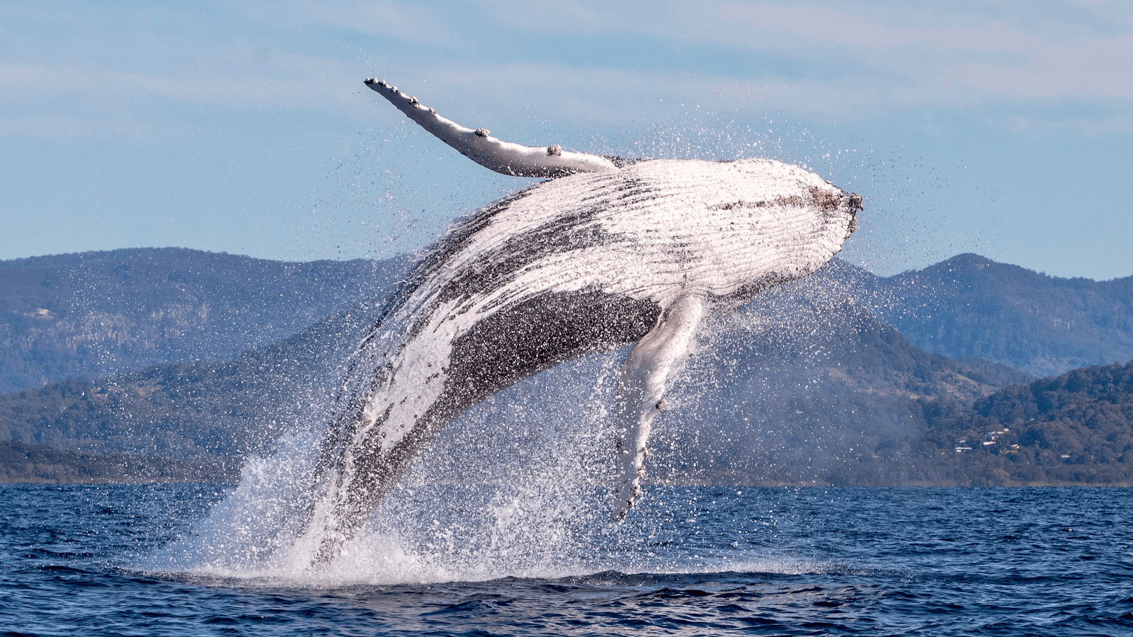 Wild Byron — Brunswick Heads, Byron Bay