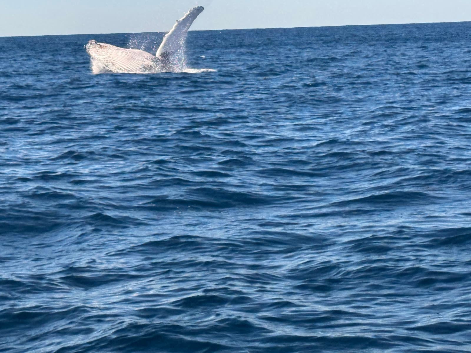 Wild Byron — Brunswick Heads, Byron Bay