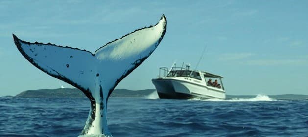 Blue Bay Whale Watching Byron Bay — Brunswick Heads, Byron Bay
