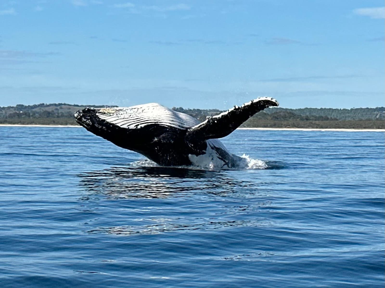 Blue Bay Whale Watching Byron Bay — Brunswick Heads, Byron Bay