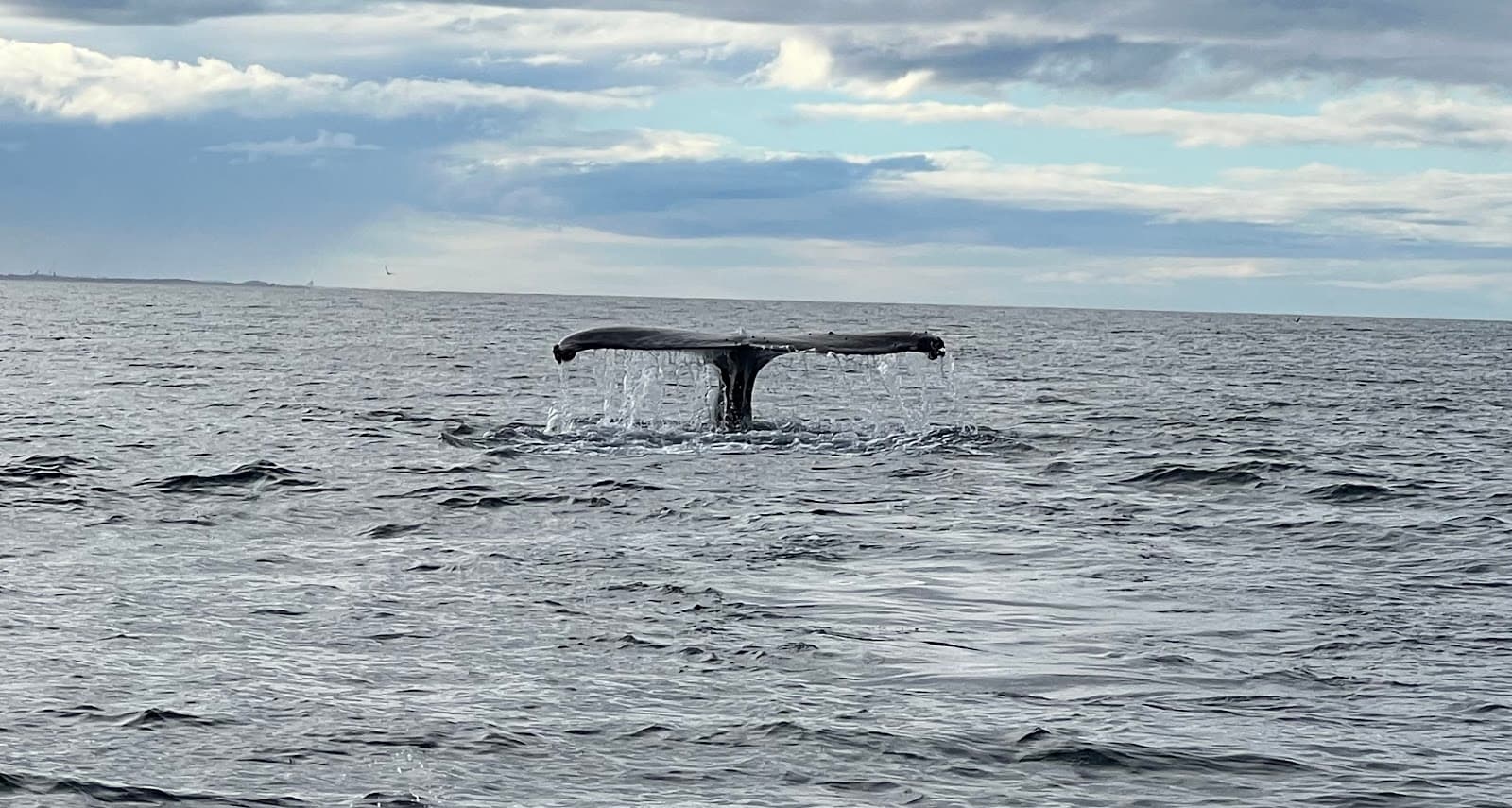 Blue Bay Whale Watching Byron Bay — Brunswick Heads, Byron Bay