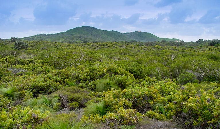 Arakwal National Park