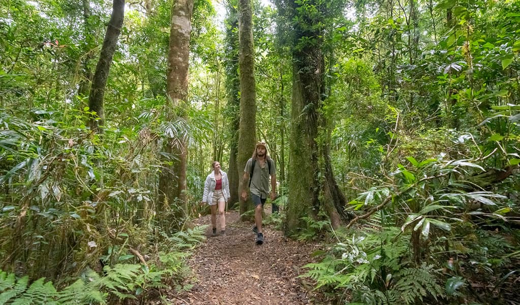 Pinnacle Walk & Lookout
